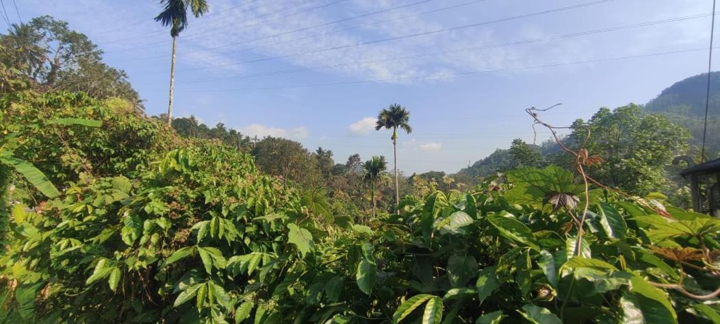 Riya Home Stay Munnar Anaviratty Екстериор снимка